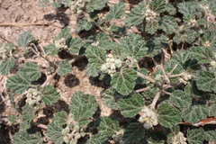 Chrozophora prostrata